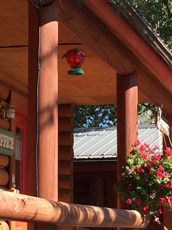 Teton Valley Cabins ドリッグス エクステリア 写真